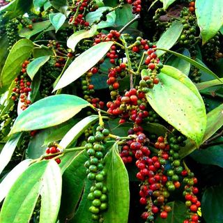 Tiêu Xanh Vĩnh Linh Lâm Đồng