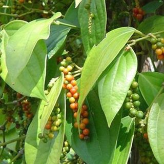 Tiêu Xanh Vĩnh Linh Lâm Đồng