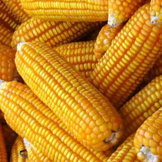 hạt bắp ( Ngô) nhập khẩu từ Ấn Độ