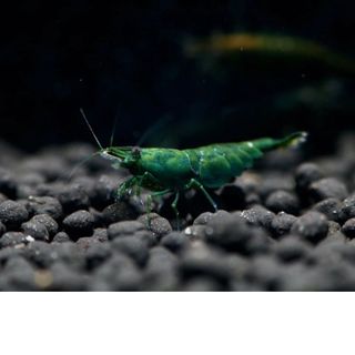 Tép màu green jade