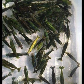 Tép màu green jade