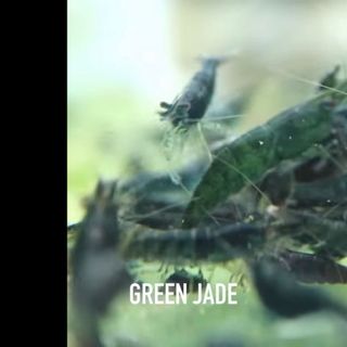 Tép màu green jade