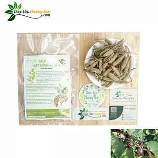 Hạt giống cây An Xoa – Dược liệu “Thần Kỳ” hỗ trợ tình trạng Ung Thư Gan và các vấn đề về gan- Dược liệu Phương Thảo