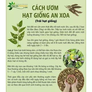 Hạt giống cây An Xoa – Dược liệu “Thần Kỳ” hỗ trợ tình trạng Ung Thư Gan và các vấn đề về gan- Dược liệu Phương Thảo