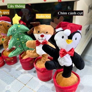 Xương rồng nhảy múa
