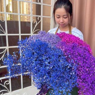 Hoa Baby khô đủ màu