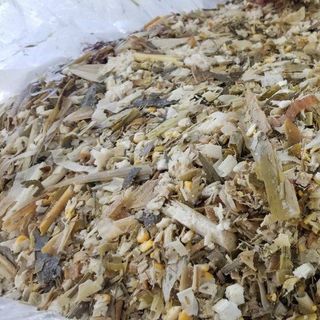 NGÔ Ủ CHUA - THỨC ĂN GIA SÚC HỮU HIỆU