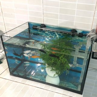 Bể cá cảnh mini cực xịn xò
