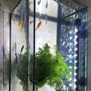 Bể cá cảnh mini cực xịn xò