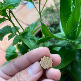Charm hoa sen Trầm Hương tốc