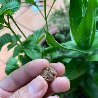 Charm hoa sen Trầm Hương tốc