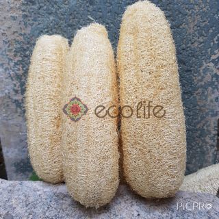 Xơ mướp nguyên trái 15-19cm Ecolife - rửa chén, tắm tẩy tế bào chết, làm đồ handmade