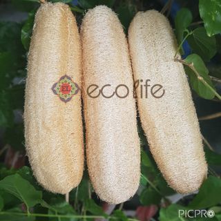 Xơ mướp nguyên trái 15-19cm Ecolife - rửa chén, tắm tẩy tế bào chết, làm đồ handmade
