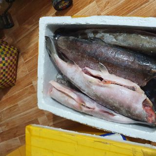 Cá Hồi Sockeye Mỹ