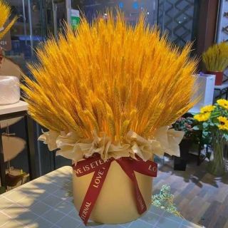🌾🌾🌾 BÔNG LÚA MẠCH VÀNG giá sỉ