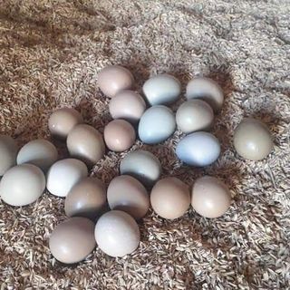 Trứng chim trĩ Lâm Đồng - thơm ngon bổ dưỡng (trứng tại trang trại không qua trung gian)