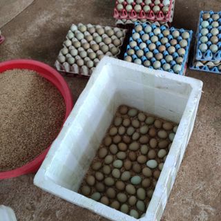 Trứng chim trĩ Lâm Đồng - thơm ngon bổ dưỡng (trứng tại trang trại không qua trung gian)