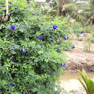 Trà Hoa Đậu Biếc Sấy Lạnh