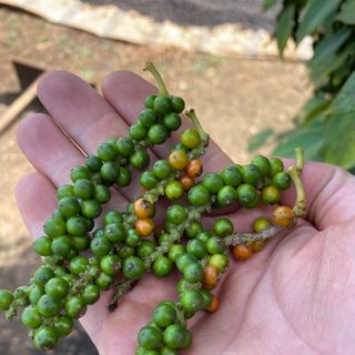 Hồ tiêu sạch hữu cơ, tiêu xanh, khô, tiêu sọ.