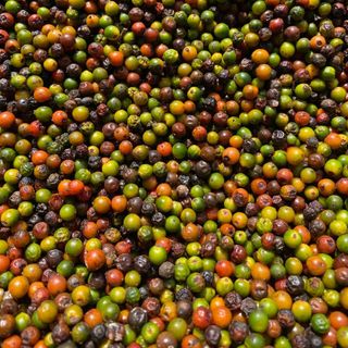 Hồ tiêu sạch hữu cơ, tiêu xanh, khô, tiêu sọ.