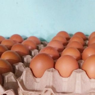 Trứng gà giá sỉ tphcm loại 22kg/cây ngày 24/12/2022 giá sỉ