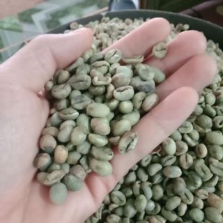 Phân phối cà phê hạt rang xay