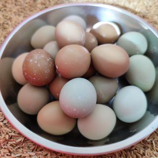 Trứng chim trĩ Lâm Đồng - thơm ngon bổ dưỡng (trứng tại trang trại không qua trung gian)