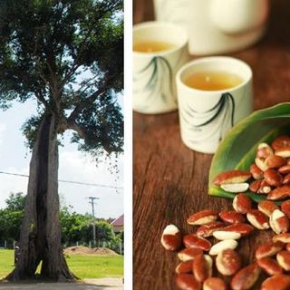 Hạt kơ nia Tuk Green - đặc sản Tây Nguyên