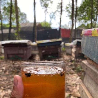 Mật ong hoa cỏ kim giá sỉ