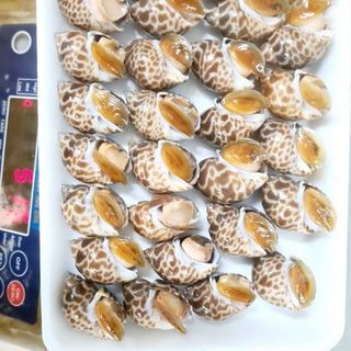 ốc_hương_quế cấp đông cho nhà hàng, buffet size 50/80. 80/100