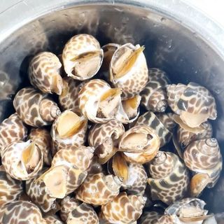 ốc_hương_quế cấp đông cho nhà hàng, buffet size 50/80. 80/100