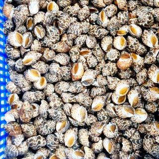 ốc_hương_quế cấp đông cho nhà hàng, buffet size 50/80. 80/100