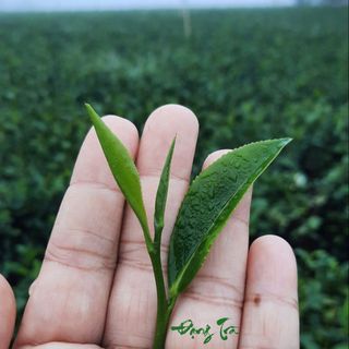 Trà Oolong Lài
