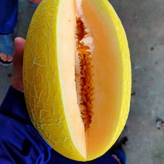 Dưa Huỳnh Long loại 1
