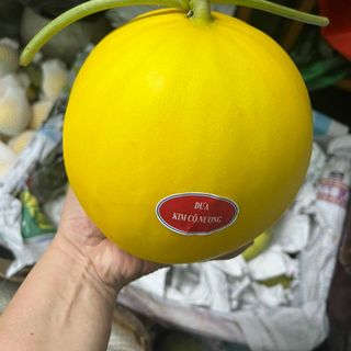DƯA VÀNG KIM CÔ NƯƠNG