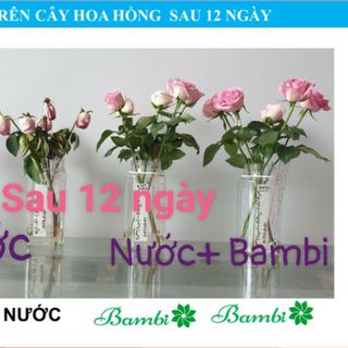 Tìm đại lý pp nước cắm hoa tươi lâu