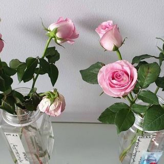 Tìm đại lý pp nước cắm hoa tươi lâu