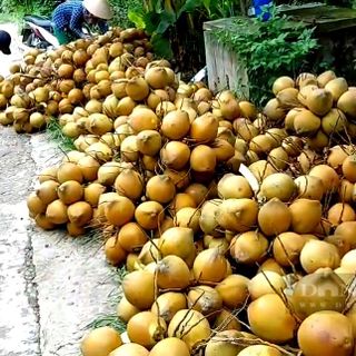 Dừa Xiêm Mã Lai Tại Vườn