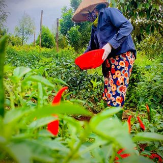 Ớt chỉ thiên