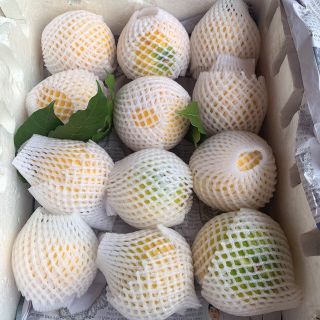VÚ SỮA VÀNG (HOÀNG KIM)