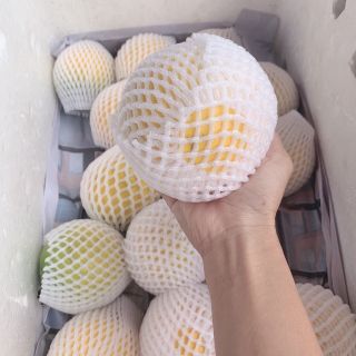 VÚ SỮA VÀNG (HOÀNG KIM)