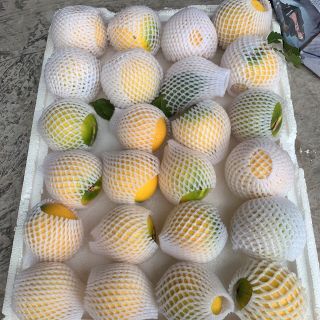 VÚ SỮA VÀNG (HOÀNG KIM)