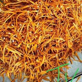 Đông trùng hạ thảo