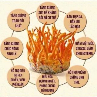 Đông trùng hạ thảo