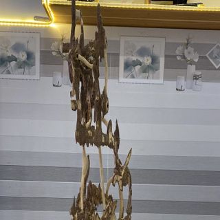 Trầm Cảnh Kiến Chưng