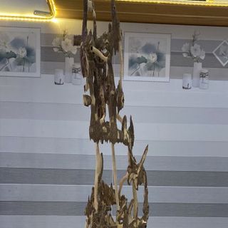 Trầm Cảnh Kiến Chưng