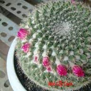 xương rồng sinh nhật