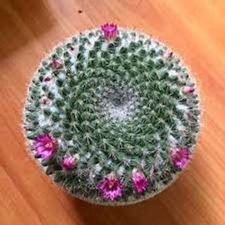 xương rồng sinh nhật