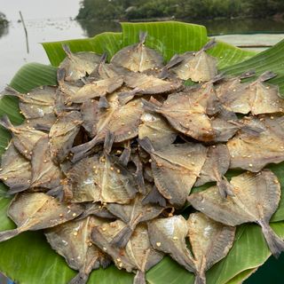 Khô Cá Rìa nước lợ- đã lọc xương