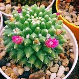 Xương rồng sầu riêng